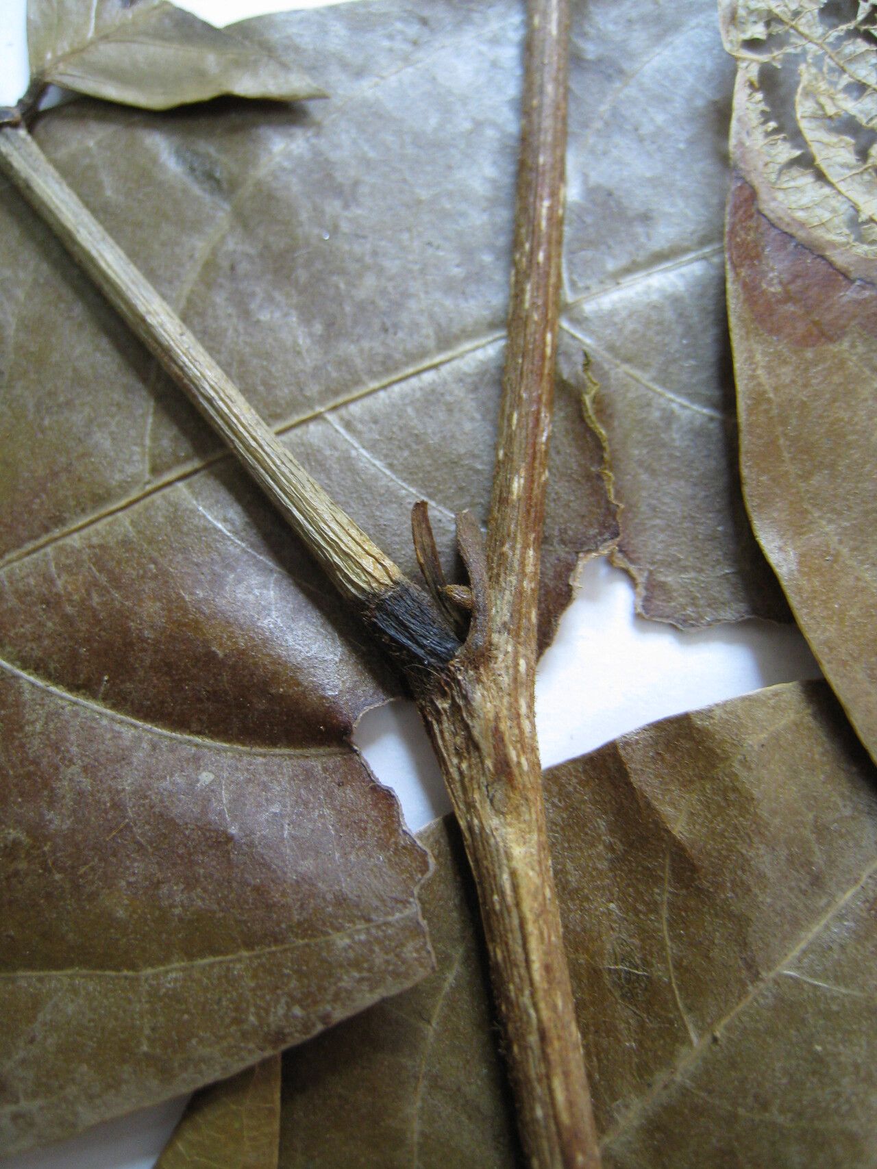 Inga acrocephala — related species from the same genus