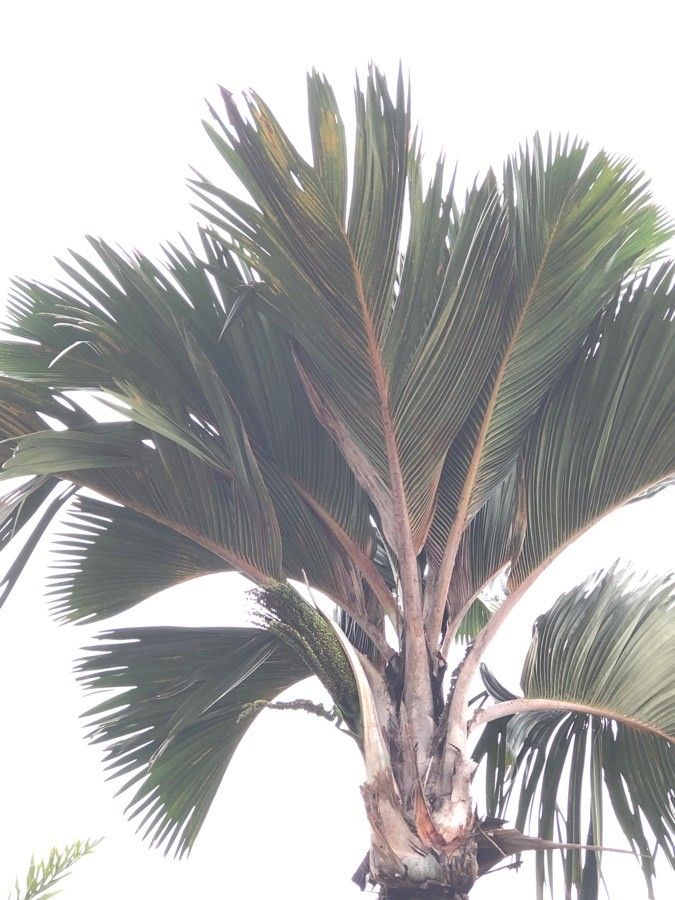 Phoenicophorium borsigianum leaf