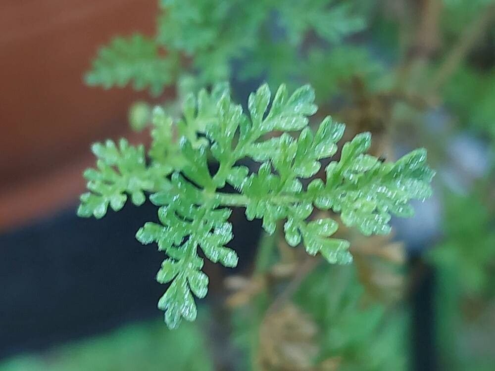 Pelargonium griseum leaf