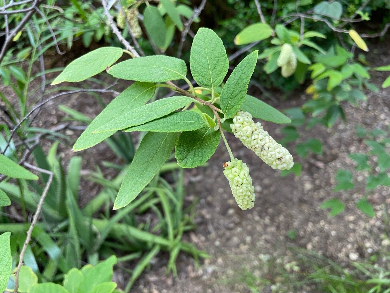 Varronia brownei — related species from the same genus