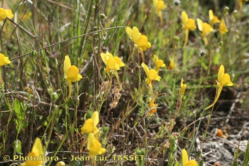 Linaria oligantha habit