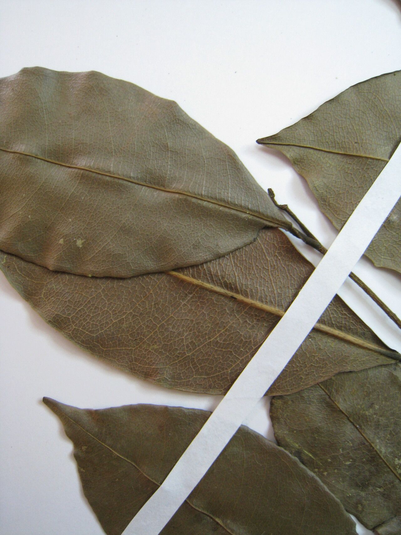 Lecythis confertiflora other