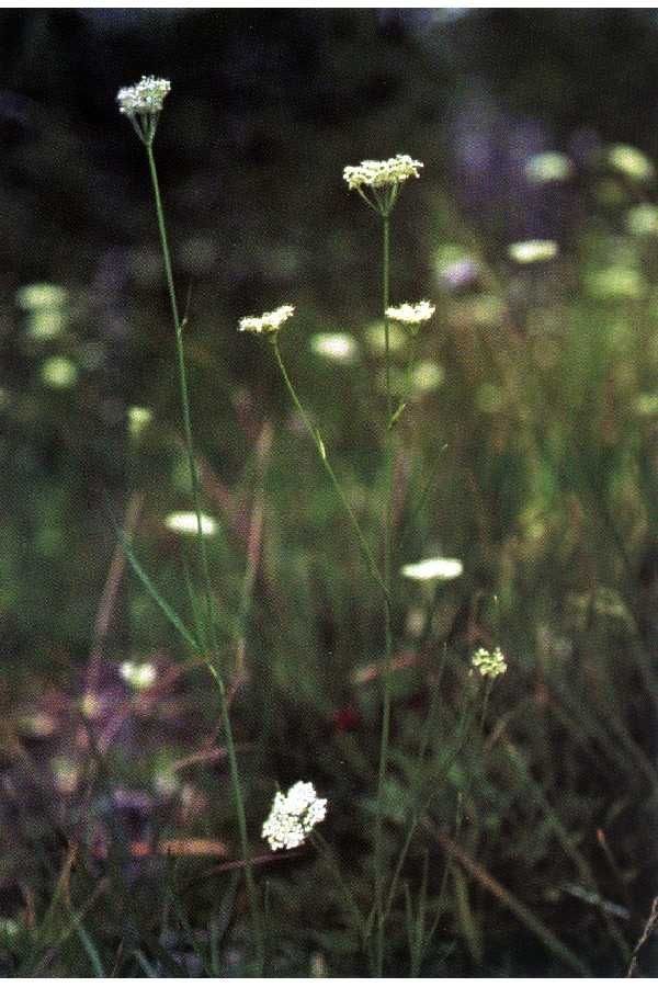 Perideridia parishii flower
