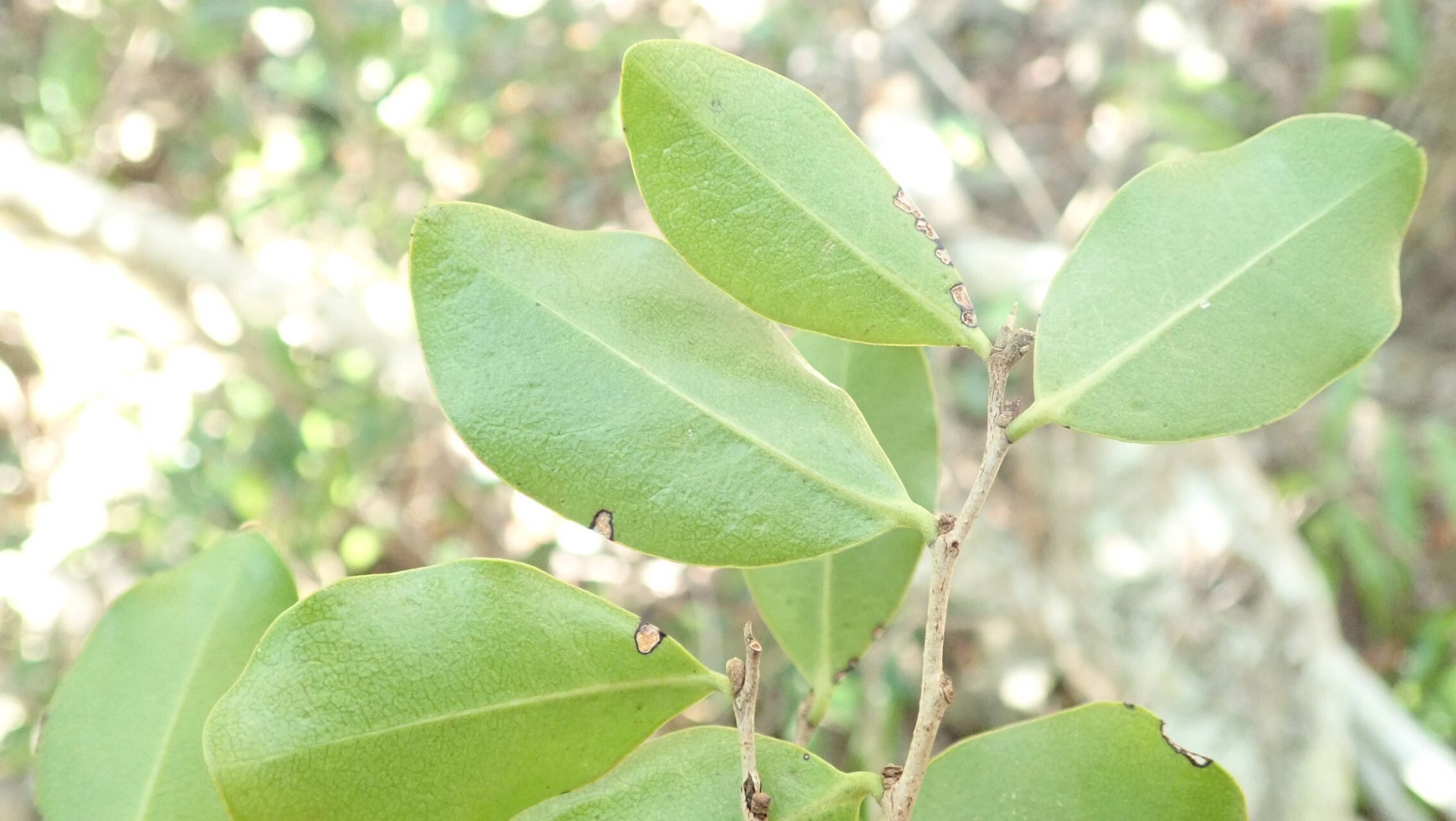 Diospyros calciphila — houseplant care guide