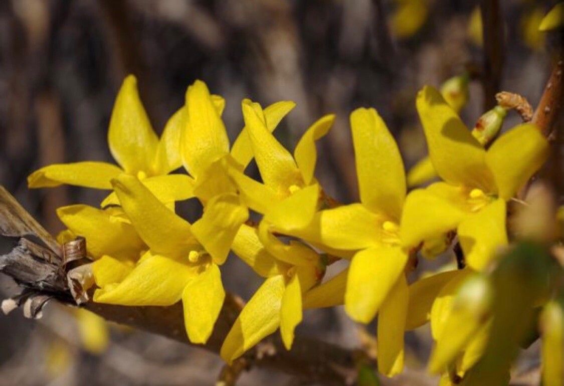 Forsythia ovata flower