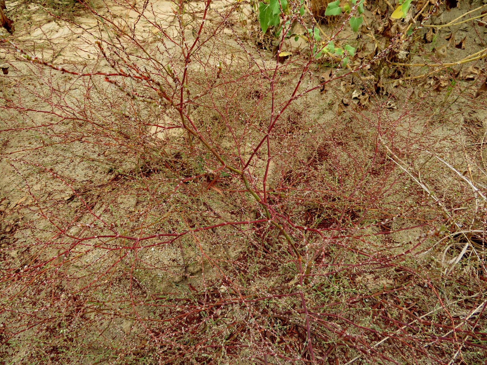 Polygonum equisetiforme habit