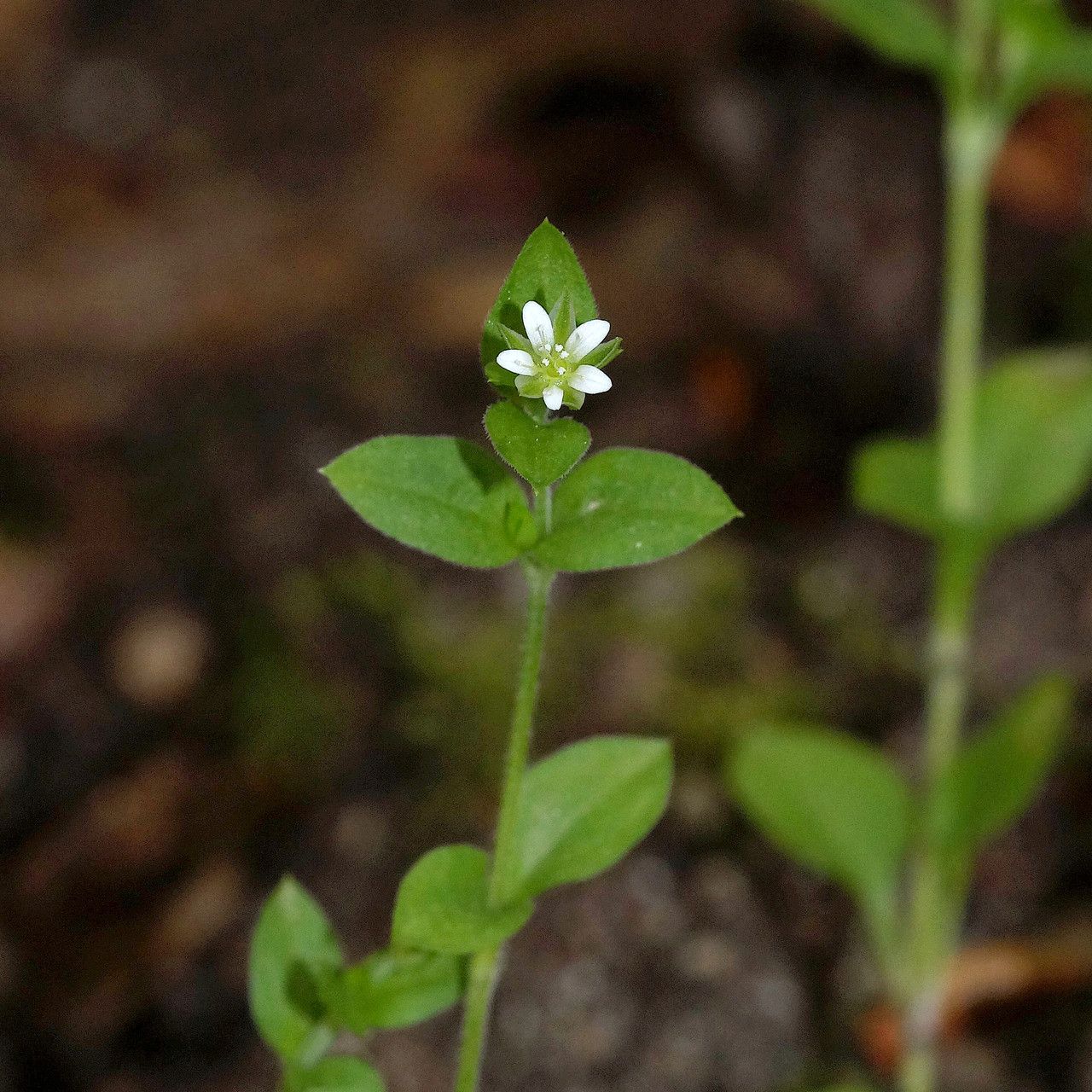 Moehringia trinervia flower