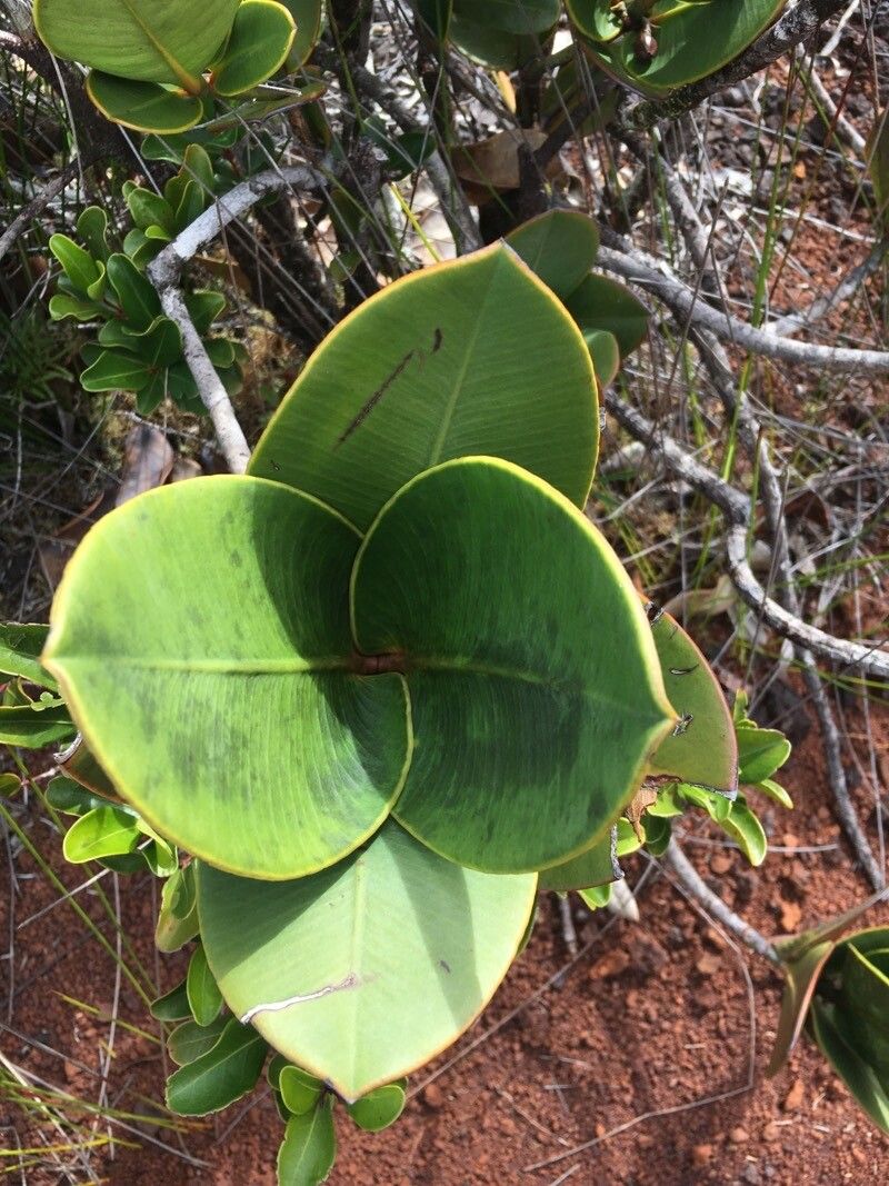 Garcinia amplexicaulis leaf