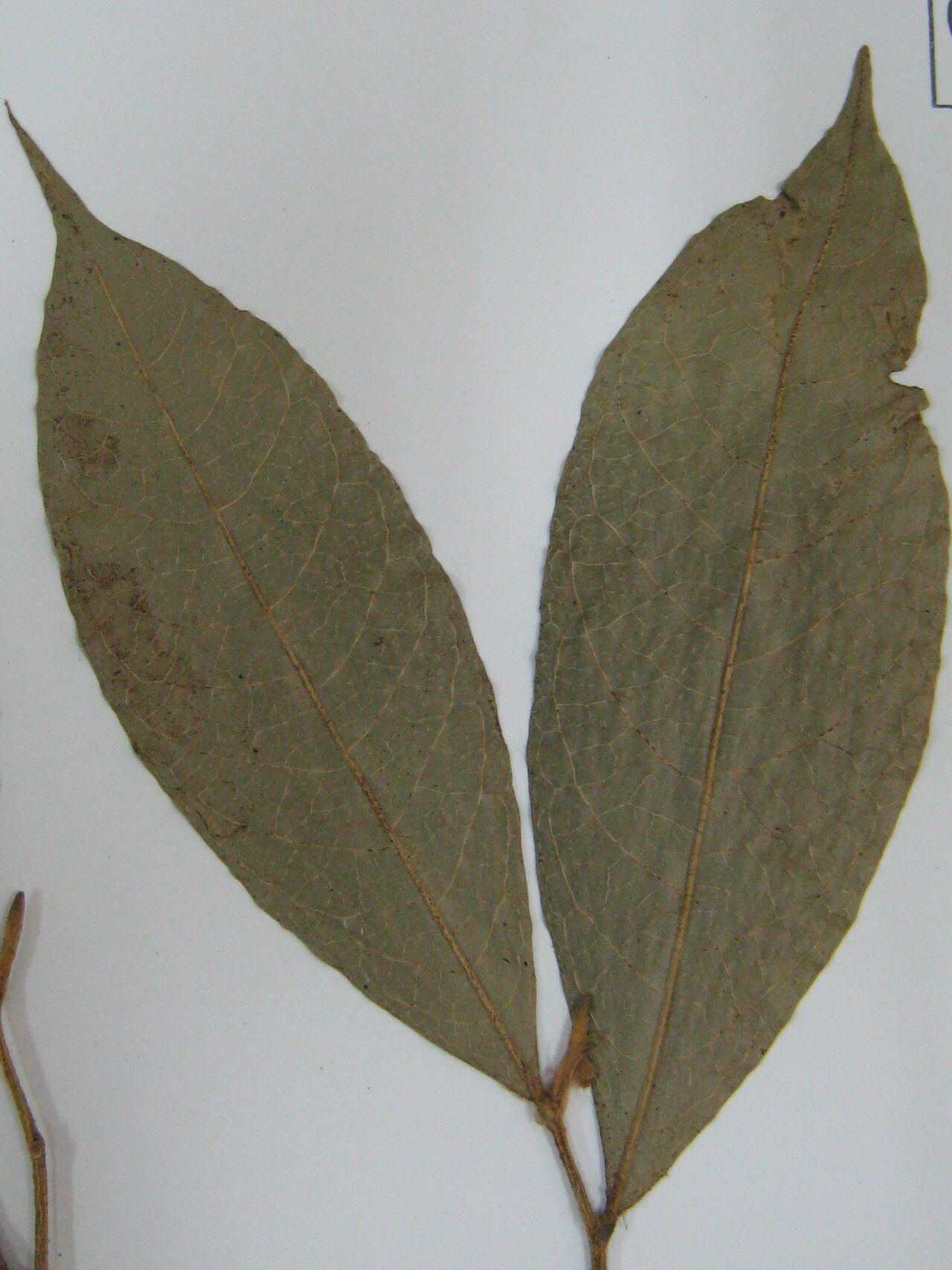 Duguetia pycnastera other