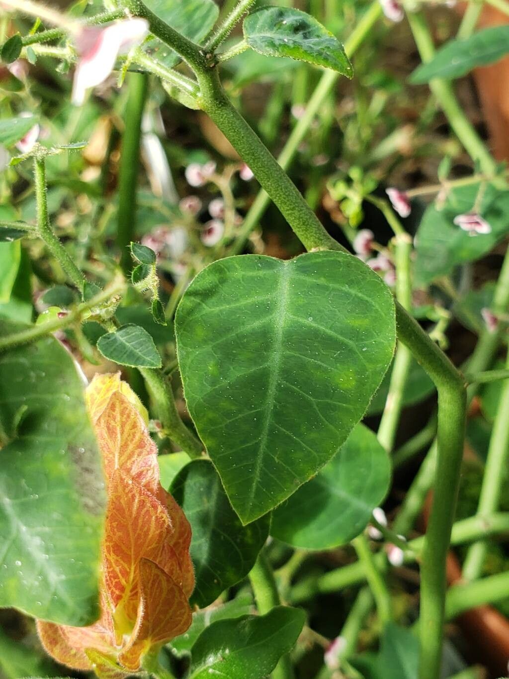 Euphorbia guiengola — houseplant care guide