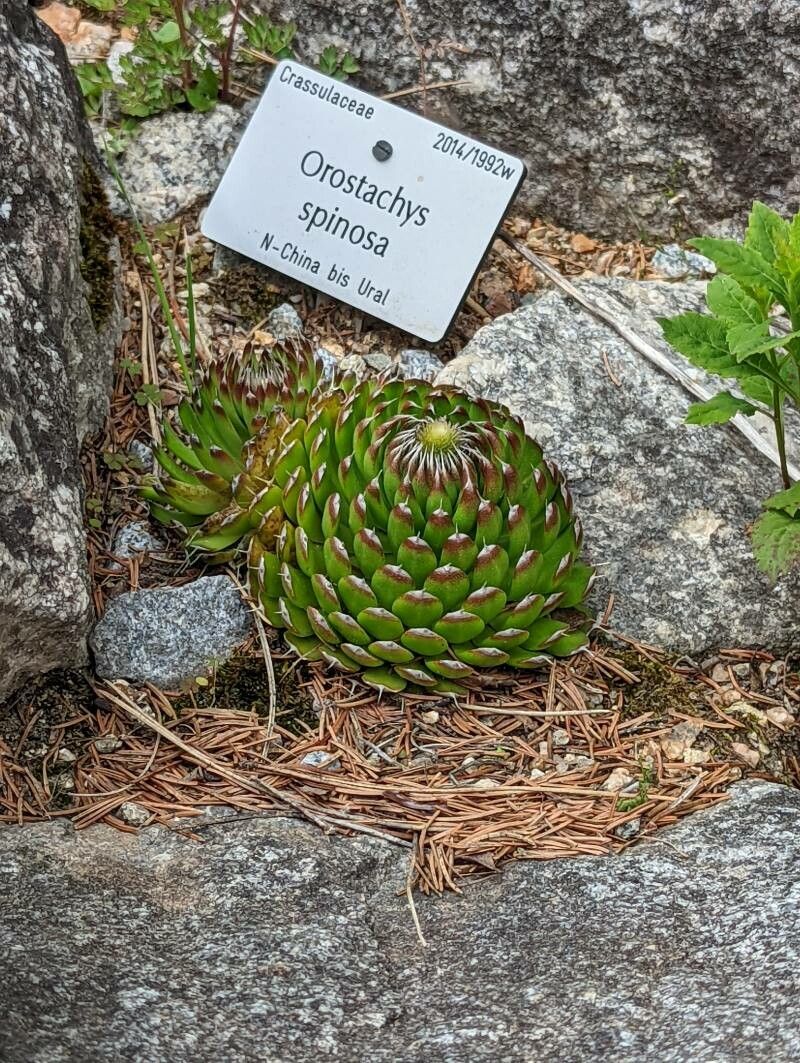 Orostachys spinosa habit
