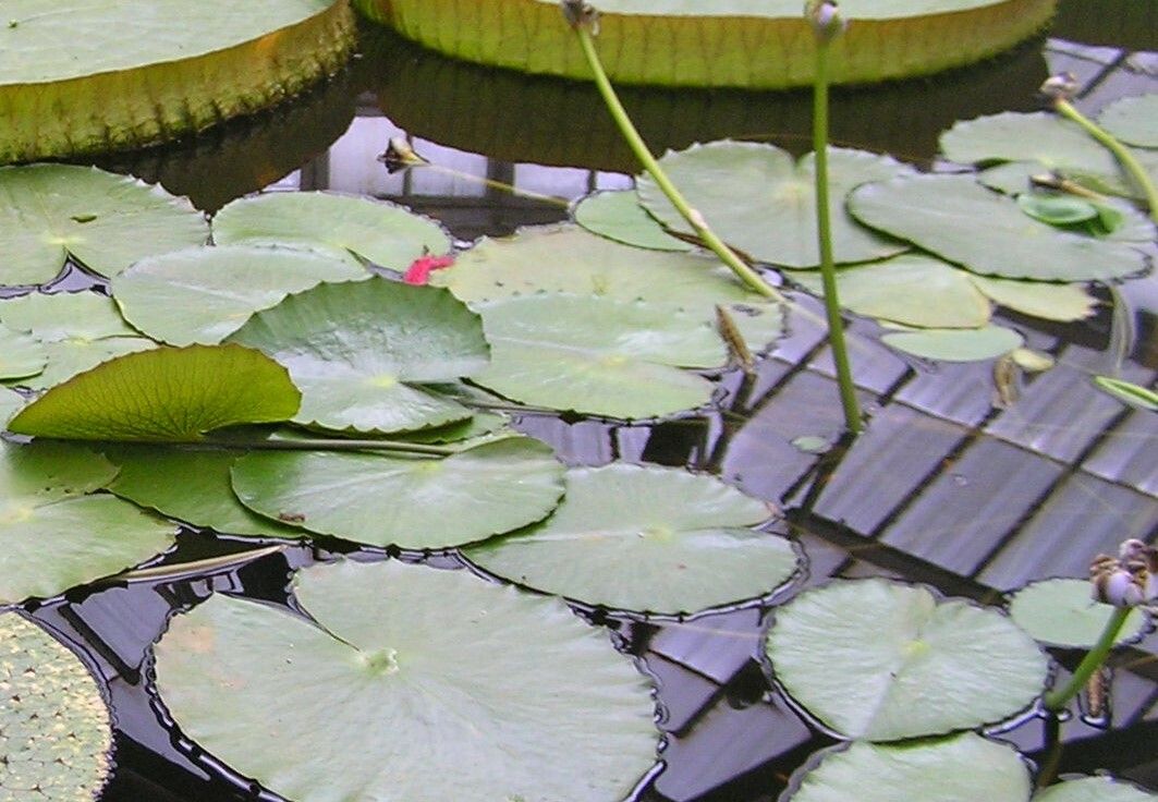 Nymphaea gigantea — search result for 'Nymphaea'