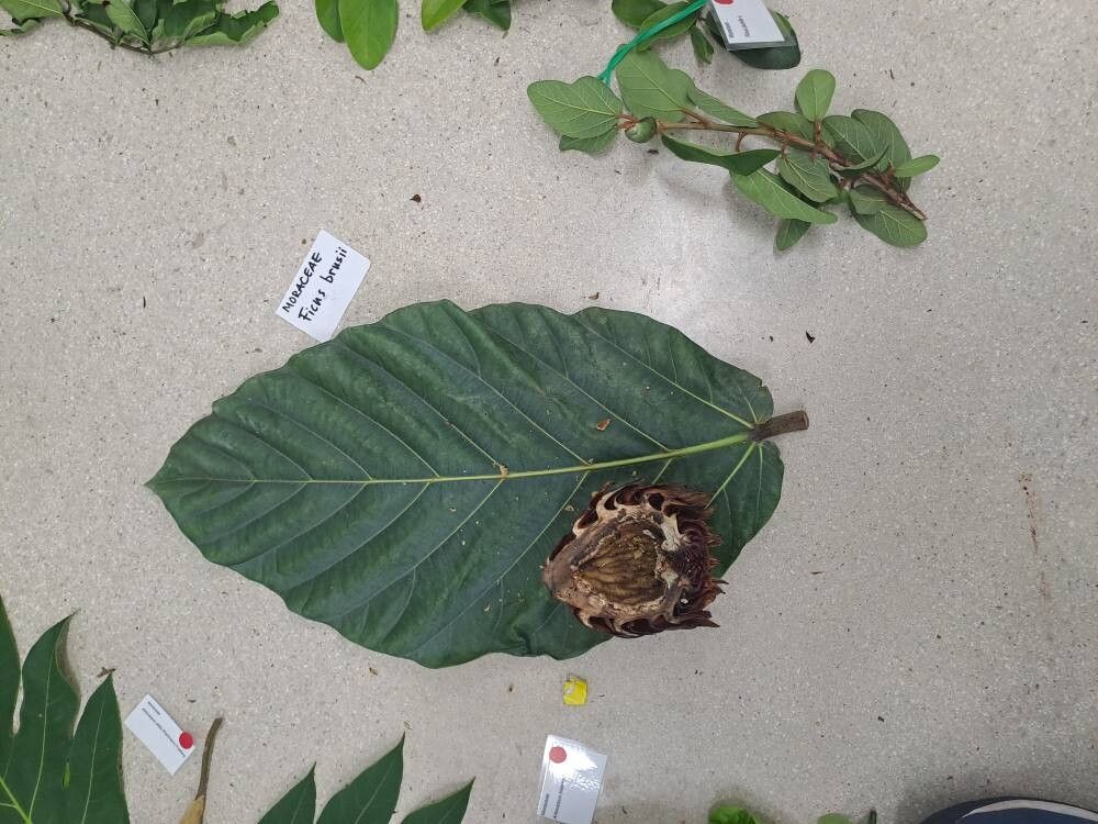 Ficus brusii — houseplant care guide