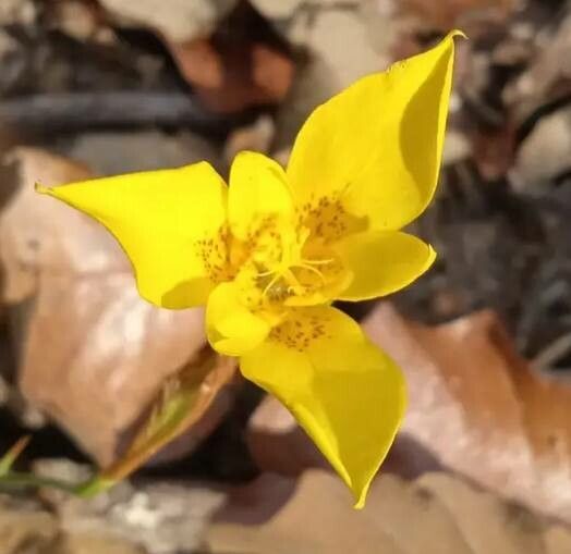 Calochortus monophyllus — search result for 'Liliaceae'