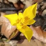Calochortus monophyllus