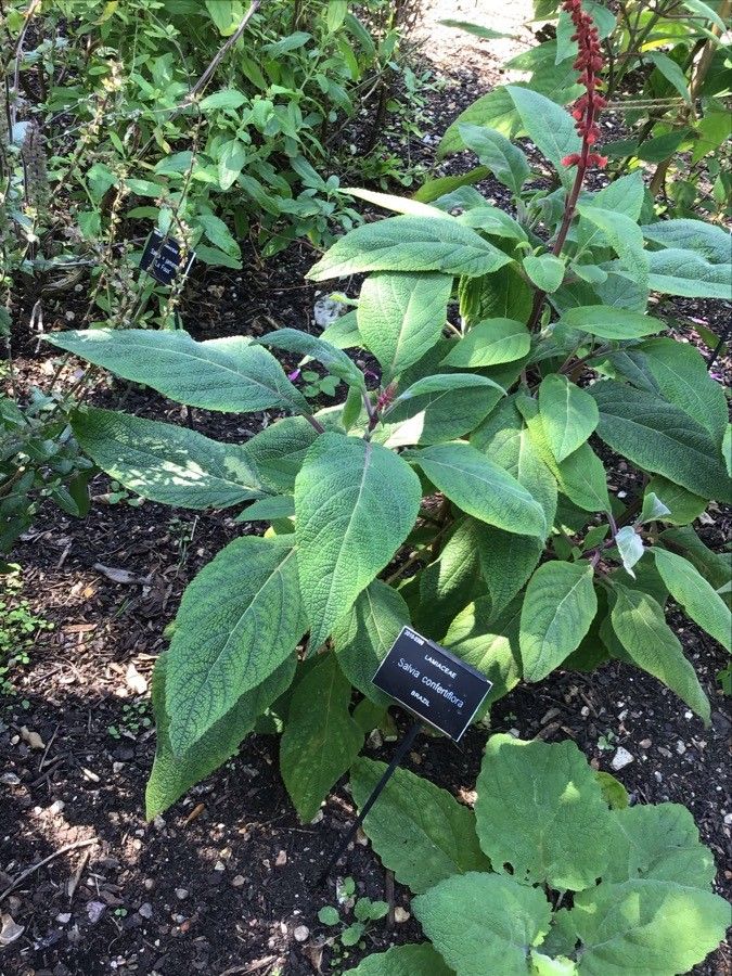 Salvia confertiflora — houseplant care guide