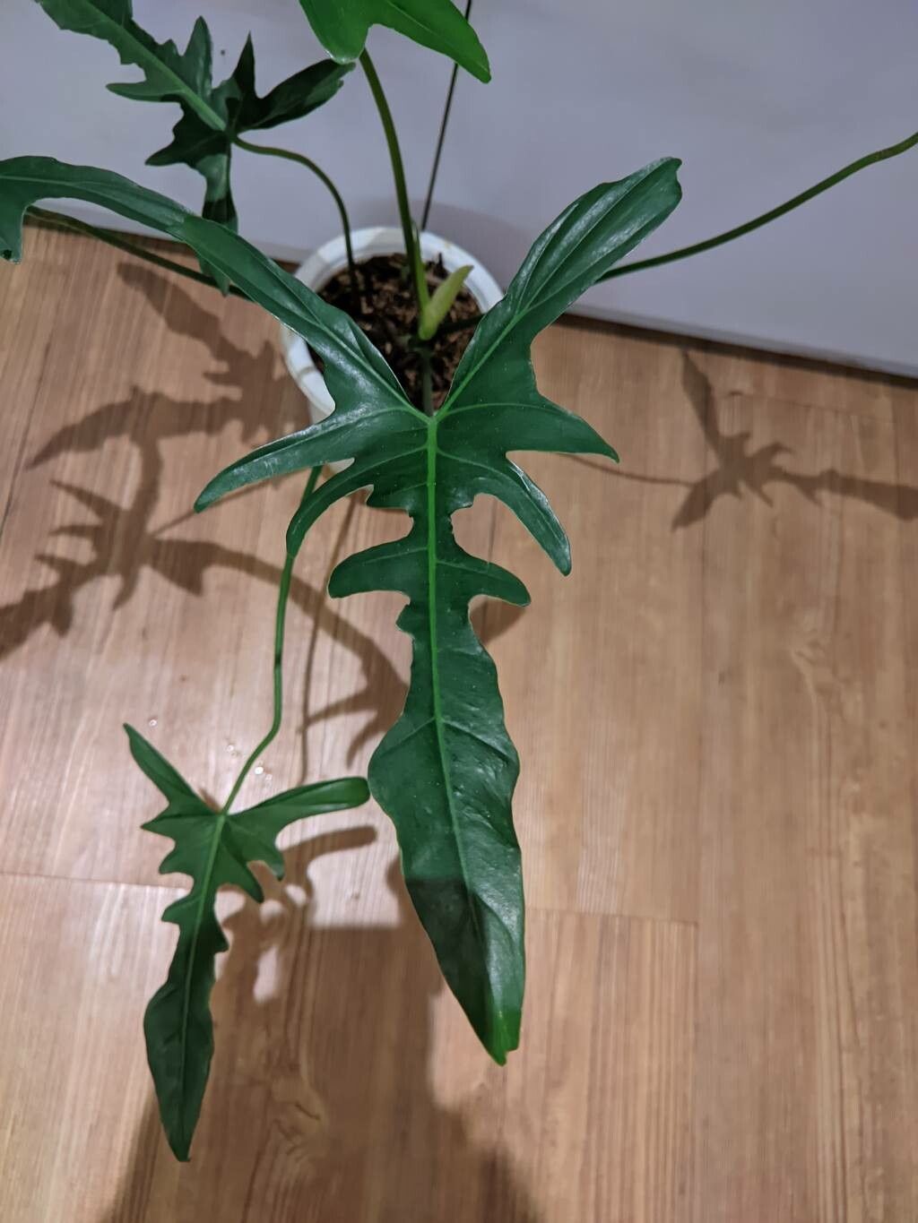 Philodendron longilobatum leaf