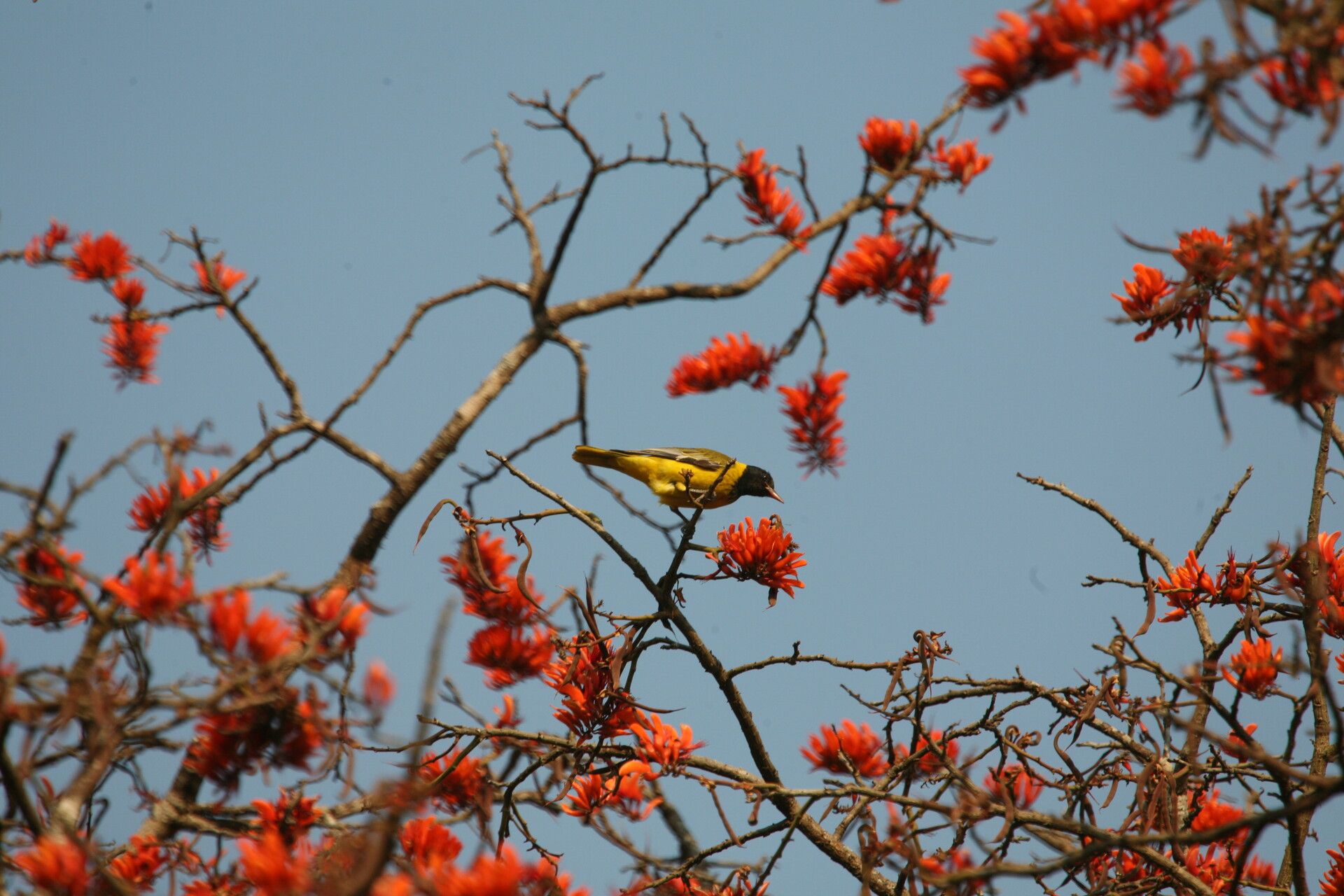 Erythrina excelsa flower