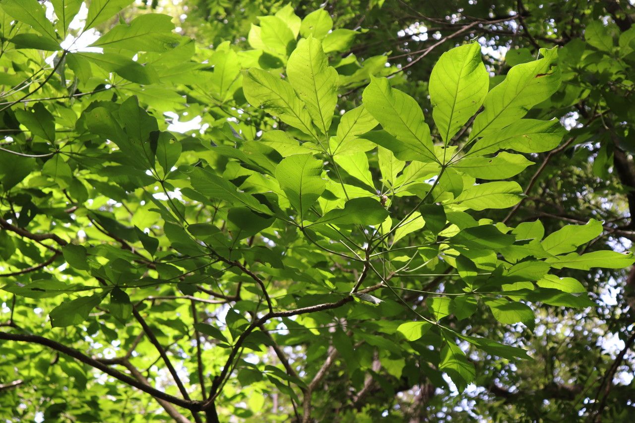 Godmania aesculifolia — houseplant care guide