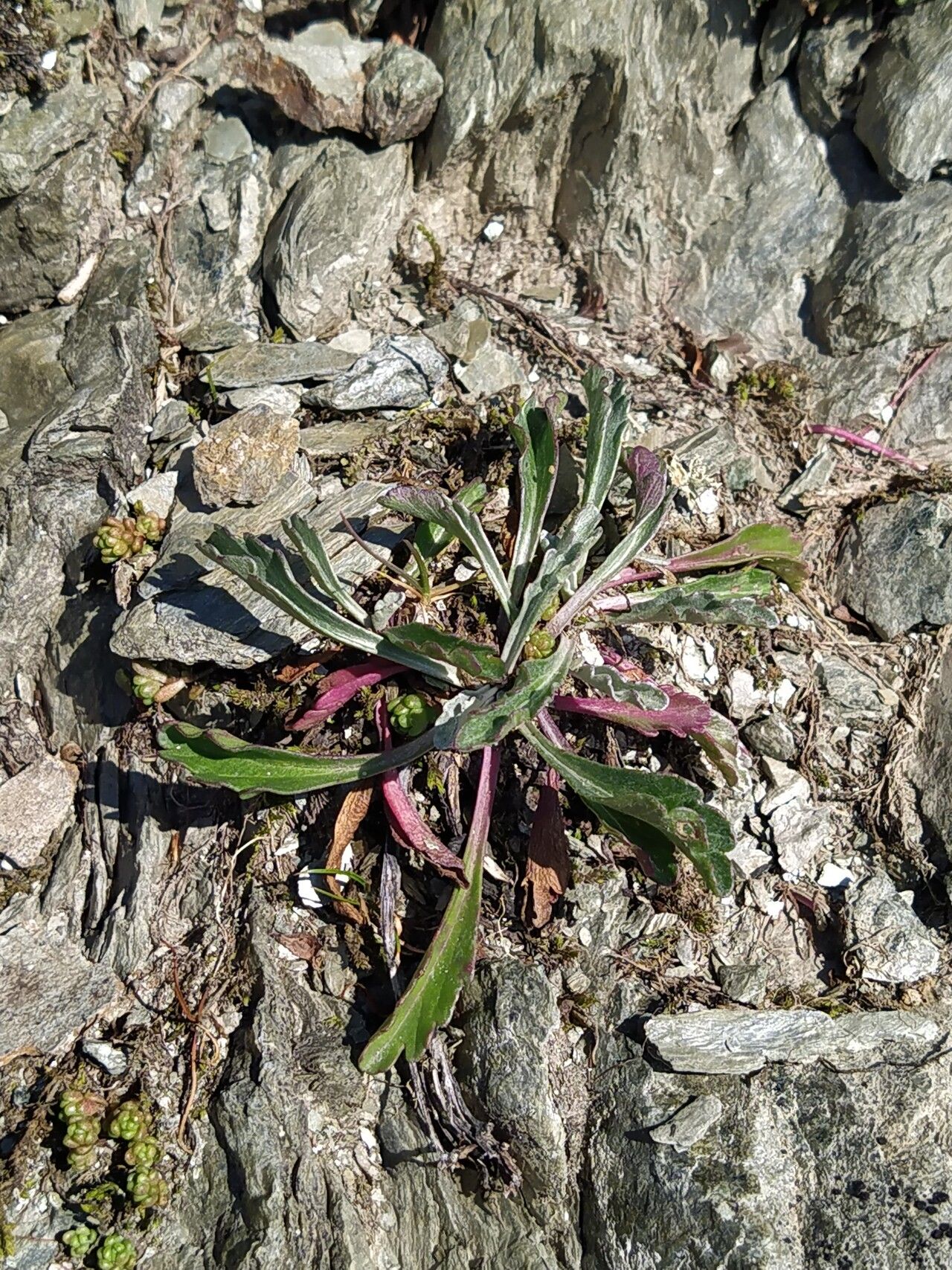 Jacobaea carniolica — search result for 'Jacobaea'