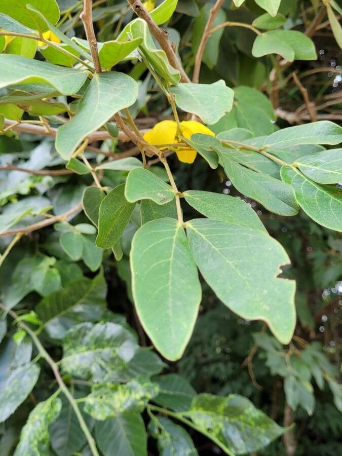 Senna macranthera — search result for 'Senna'