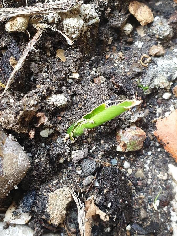 Aloe × buzairiensis — search result for 'Aloe'