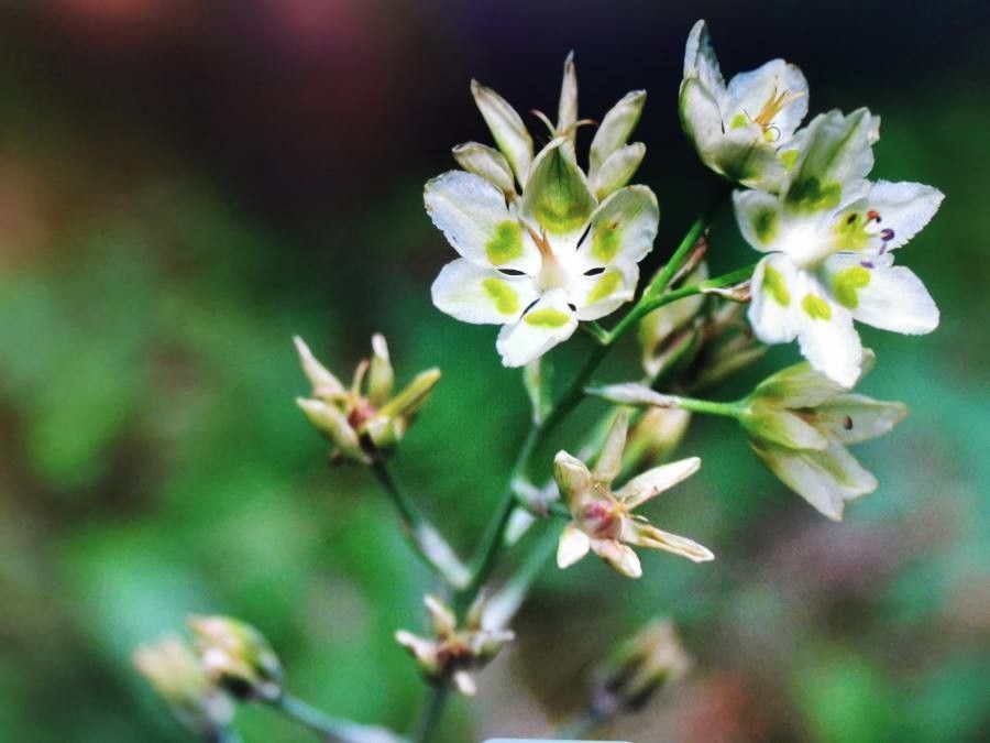 Anticlea elegans — search result for 'Trillium'