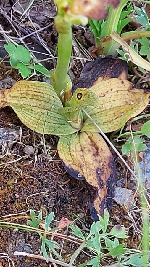 Ophrys fusca