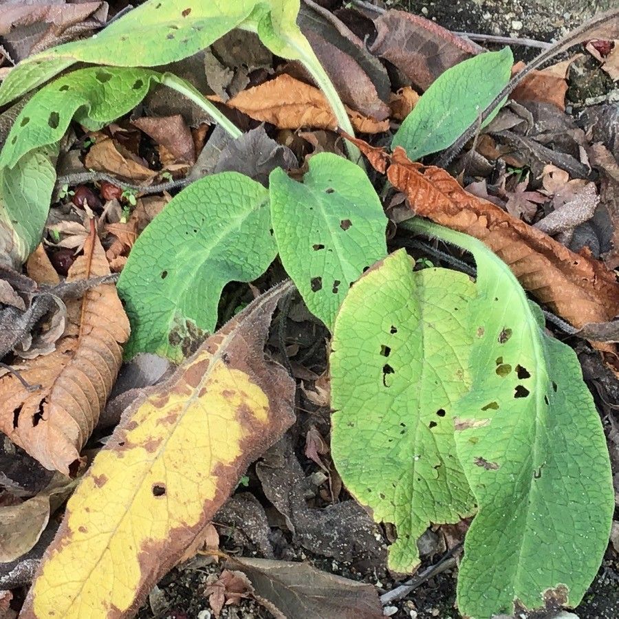 Symphytum ibiricum leaf