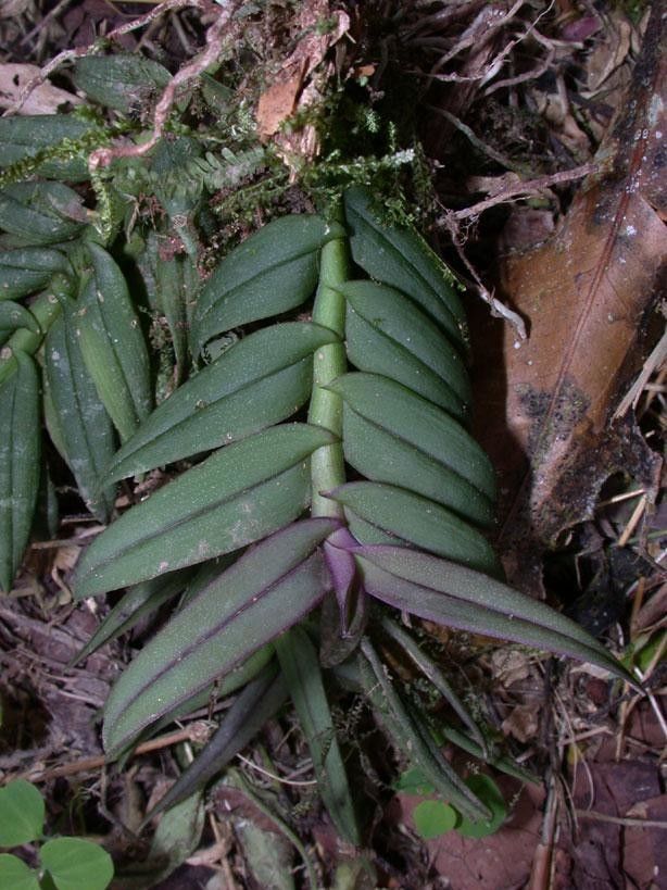 Epidendrum physodes — search result for 'Epidendrum'