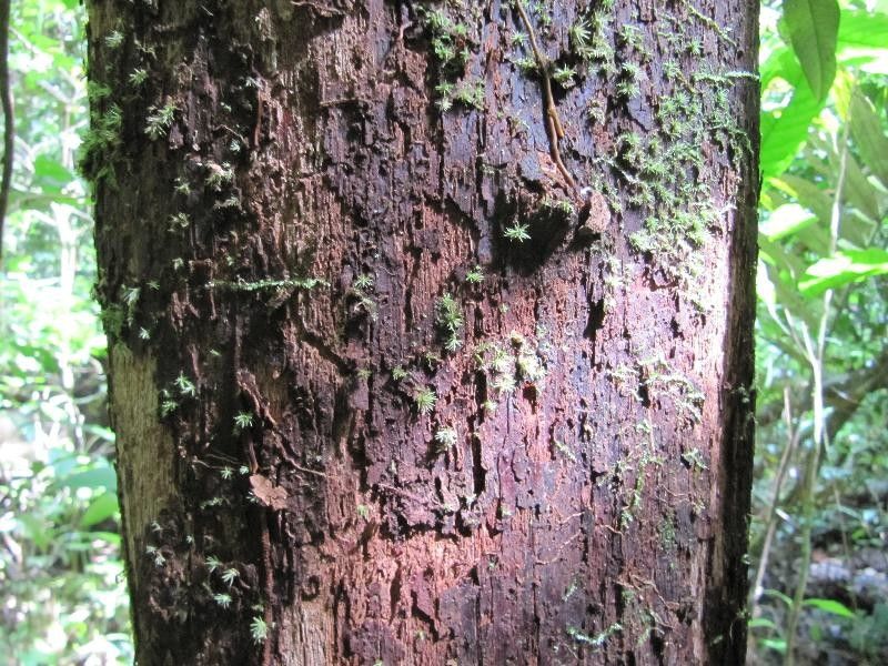 Pouteria rodriguesiana bark