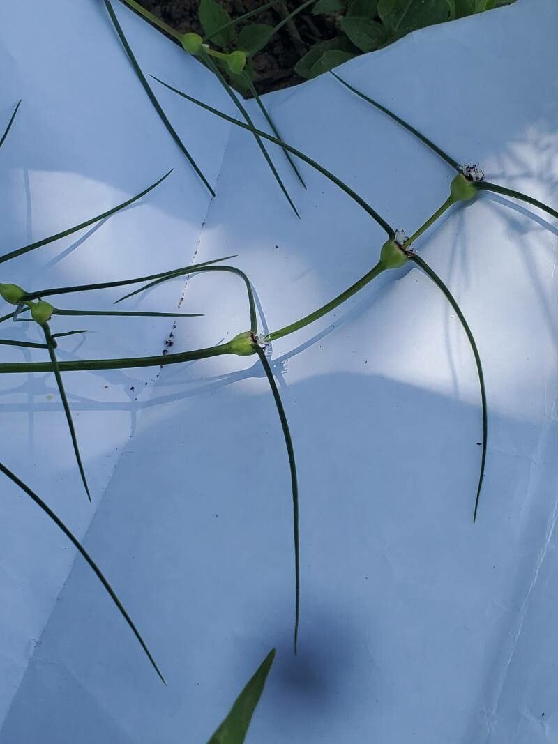 Spermacoce filifolia — houseplant care guide