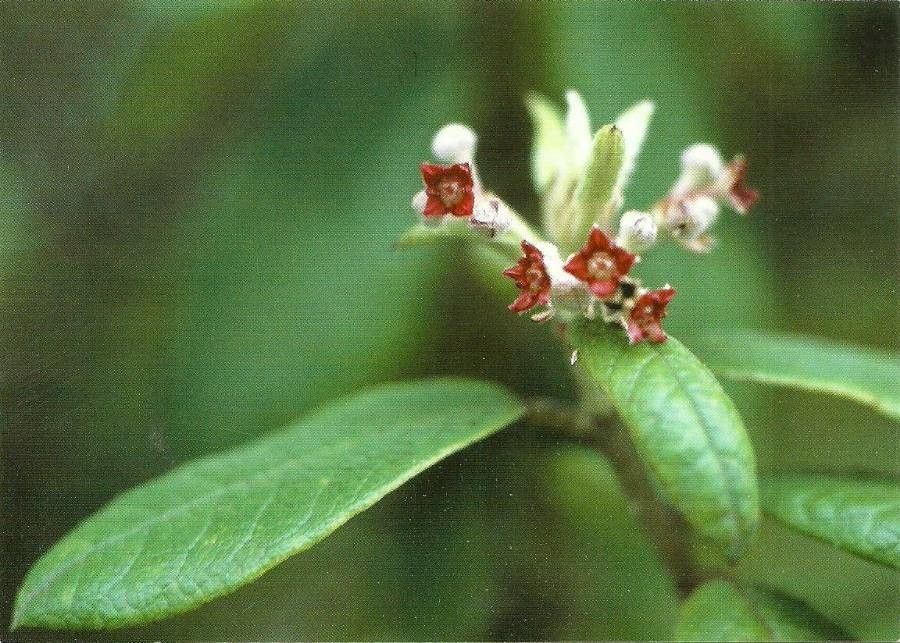 Marsdenia trivirgulata — houseplant care guide