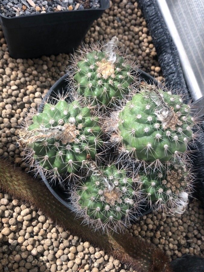 Matucana tuberculata — houseplant care guide