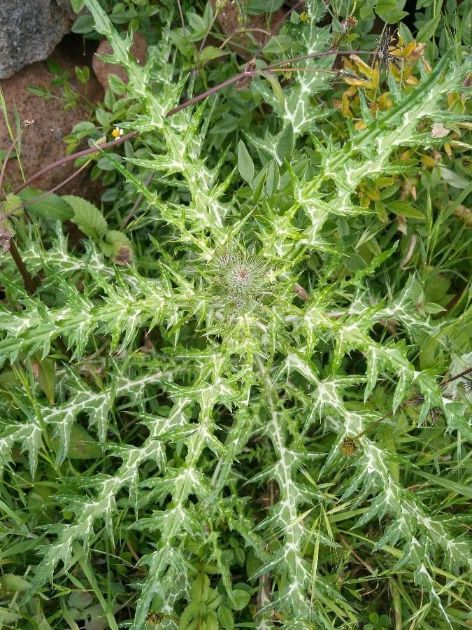 Galactites tomentosus leaf