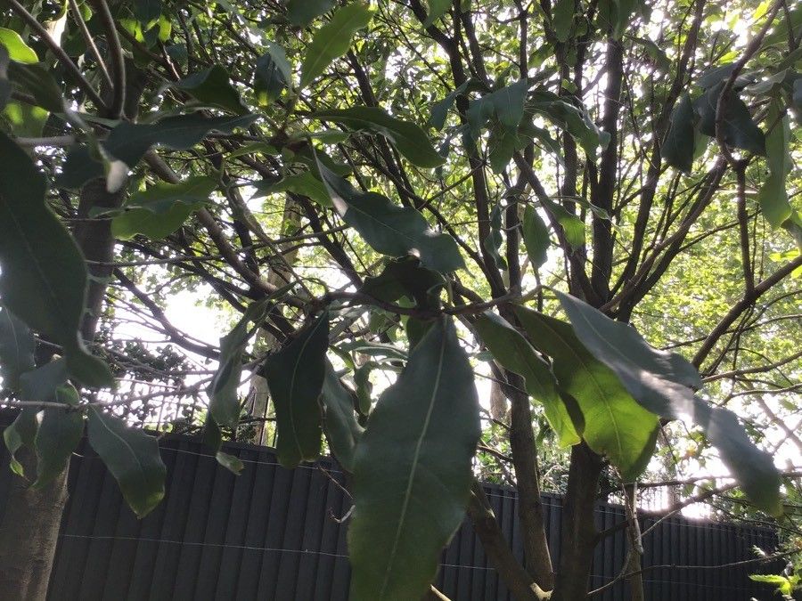 Magnolia doltsopa — search result for 'Magnolia'