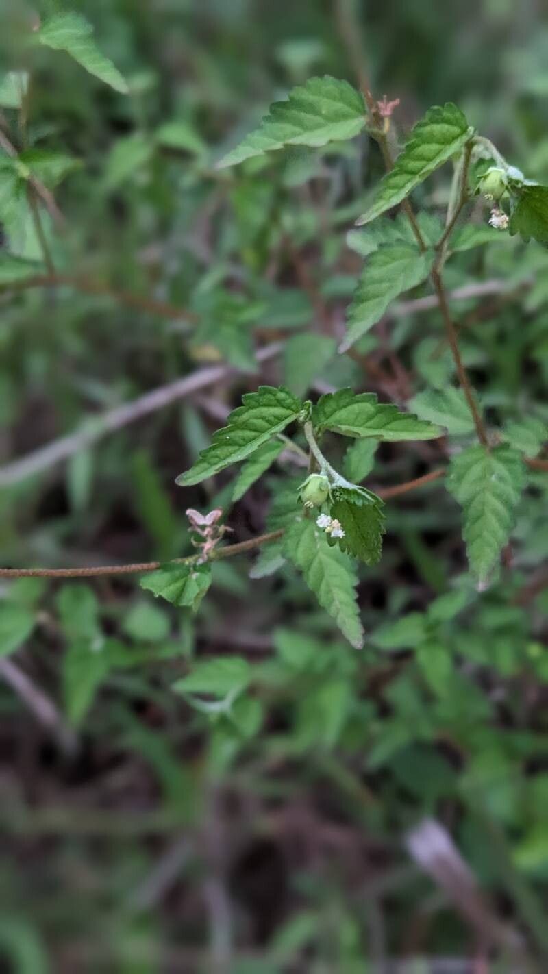 Croton trinitatis fruit