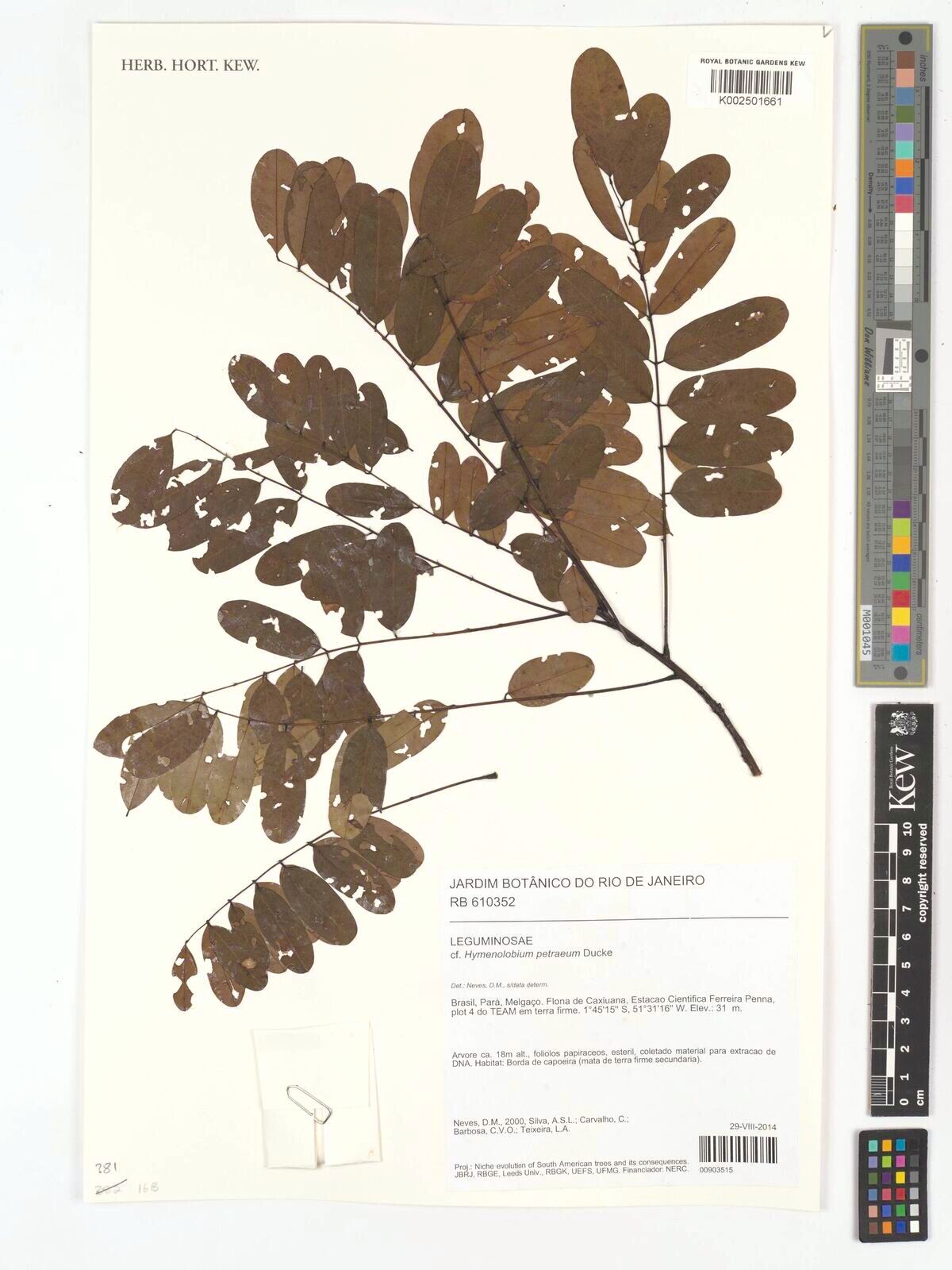 Hymenolobium petraeum — houseplant care guide