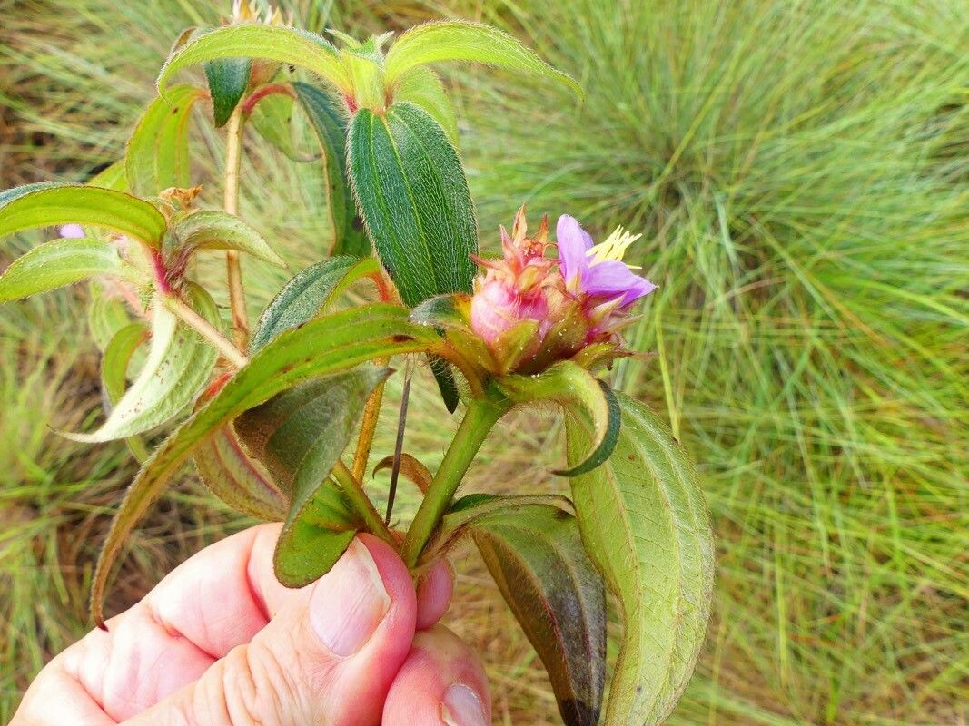 Tristemma hirtum flower