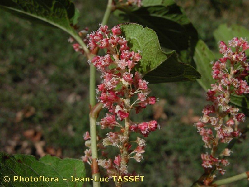 Reynoutria compacta flower