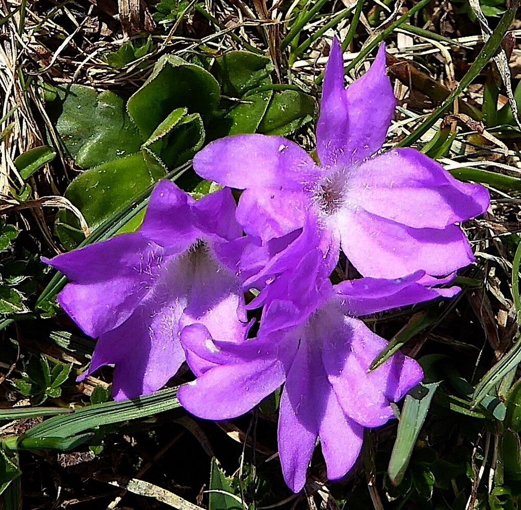 Primula integrifolia flower