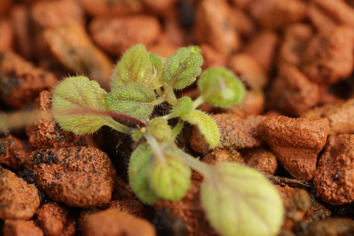 Sinningia pusilla — search result for 'Sinningia'