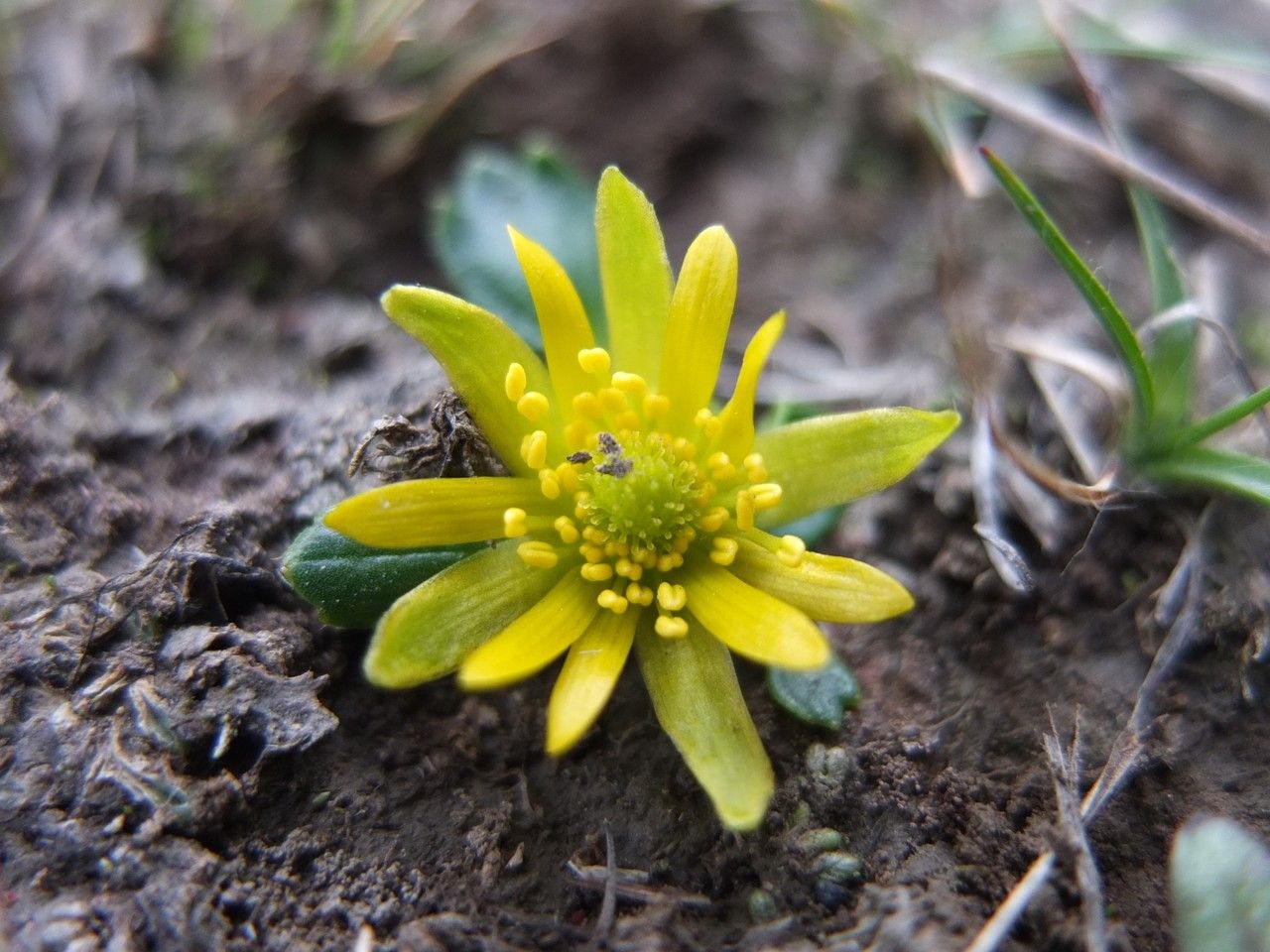 Ranunculus filamentosus flower