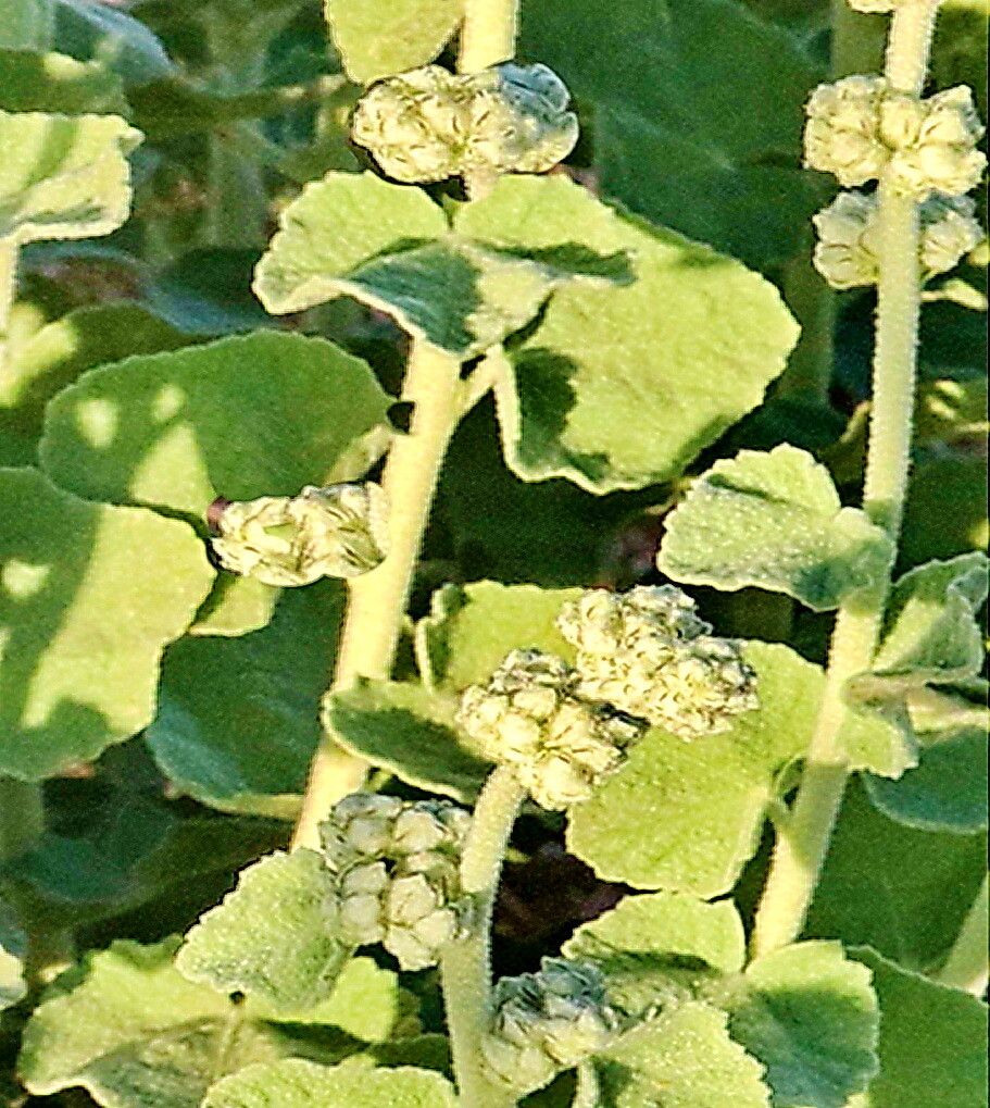 Malacothamnus orbiculatus — houseplant care guide