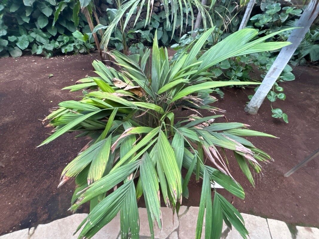 Calyptrocalyx hollrungii — related species from the same genus