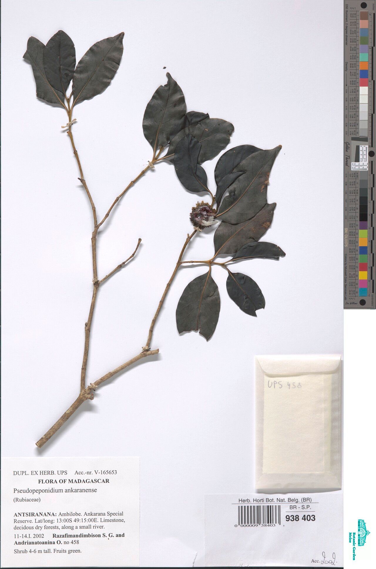 Pyrostria ankaranensis — houseplant care guide