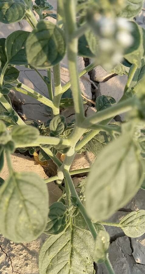 Heliotropium dolosum bark