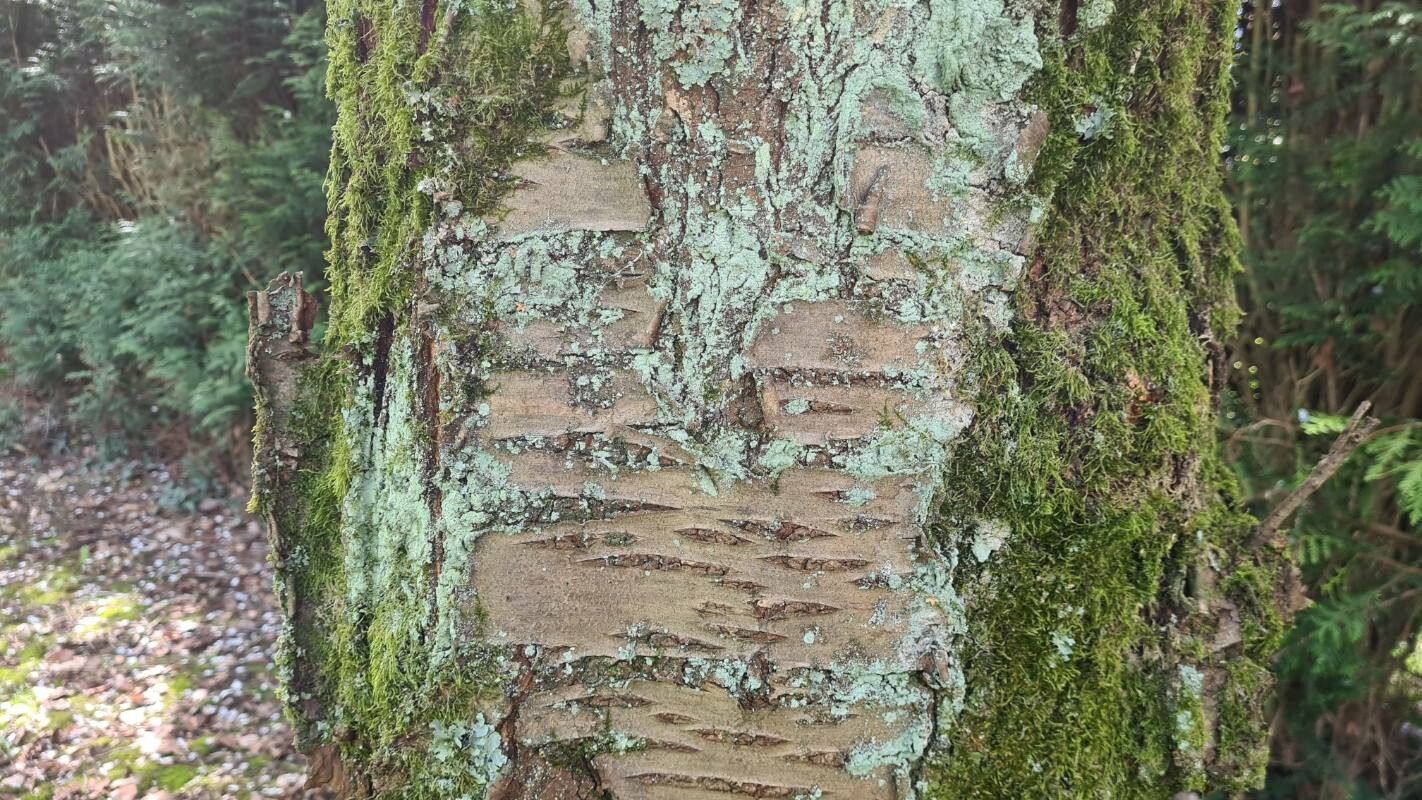 Prunus × gondouinii bark