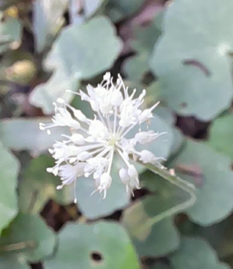 Hydrocotyle callicephala flower