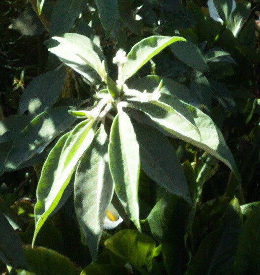 Withania somnifera flower